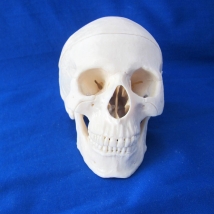 Модель черепа смонтированная Р04 