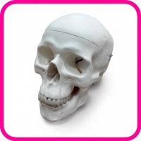 Модель черепа человека классическая