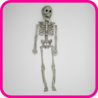Модель скелета 40 см сувенирная